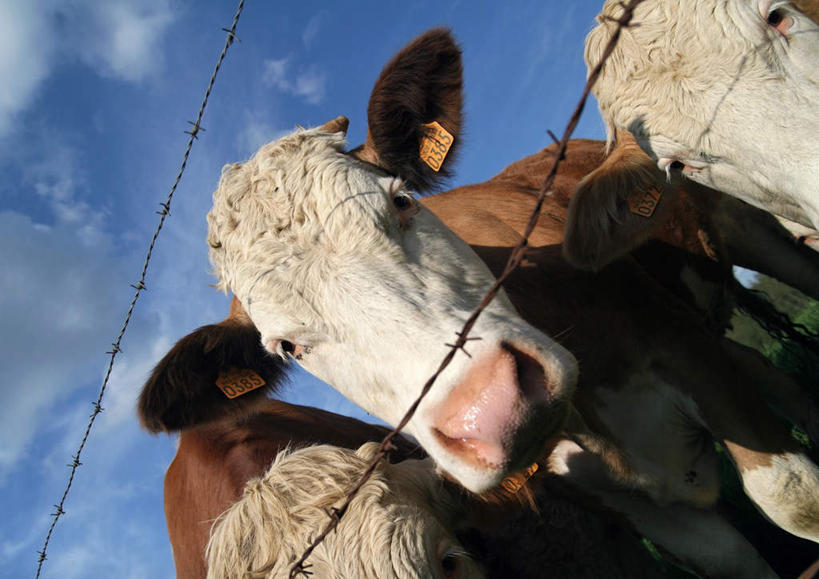 无人,农场,栏杆,站,横图,室外,白天,正面,牛,阴影,光线,影子,栅栏,篱笆,云,云朵,围栏,云彩,护栏,家禽,蓝色,白云,蓝天,天空,阳光,动物,天,站着,家畜,牲畜,三头,站立,彩图