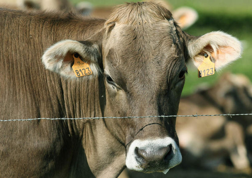 无人,农场,栏杆,站,横图,室外,白天,正面,牛,一头,阴影,朦胧,模糊,光线,影子,围栏,护栏,家禽,阳光,动物,站着,家畜,牲畜,站立,彩图