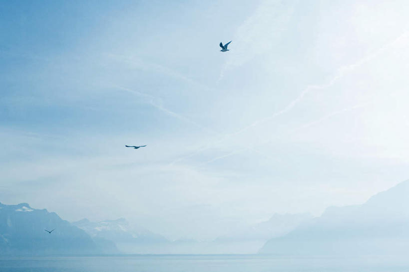 无人,横图,室外,白天,正面,旅游,度假,湖,湖泊,美景,山,山脉,水,雾,鸟,法国,瑞士,欧洲,飞翔,波纹,朦胧,模糊,水鸟,湖面,景观,山峰,水流,水面,涟漪,山峦,娱乐,飞,莱蒙湖,倒影,水纹,自然,波浪,湖水,群山,享受,休闲,景色,放松,水禽,迷雾,倒映,自然风光,法兰西共和国,水晕,法兰西第五共和国,日内瓦湖,瑞士联邦,莱芒湖,反照,大雾,彩图,全身