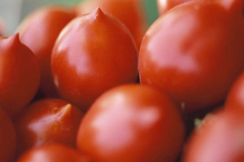 无人,横图,俯视,室外,特写,白天,蔬菜,西红柿,许多,朦胧,模糊,新鲜,食品,很多,食物,红色,有机食品,绿色食品,樱桃番茄,圣女果,番茄,彩图,高角度拍摄