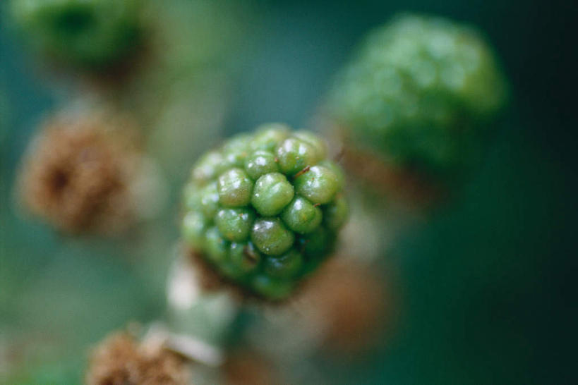 无人,横图,俯视,室外,特写,白天,美景,黑莓,水果,许多,朦胧,模糊,新鲜,景观,生食,食品,果实,很多,食物,自然,景色,有机食品,绿色食品,自然风光,露莓,彩图,高角度拍摄