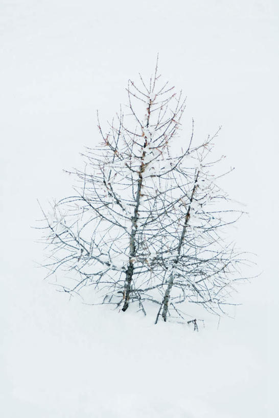 无人,竖图,室外,白天,正面,旅游,度假,美景,雪,植物,大雪,两棵,朦胧,模糊,积雪,景观,雪景,冬天,娱乐,树,树木,绿色,自然,享受,休闲,景色,放松,生长,成长,自然风光,彩图