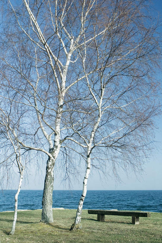 无人,竖图,室外,白天,正面,旅游,度假,草地,草坪,湖,湖泊,美景,水,植物,椅子,三棵,木椅,湖面,景观,水流,水面,水平线,辽阔,娱乐,草,树,树木,蓝色,绿色,蓝天,天空,自然,湖水,天,享受,休闲,广阔,景色,放松,生长,成长,一望无际,自然风光,无边无际,一马平川,彩图,水天相接,水天一线