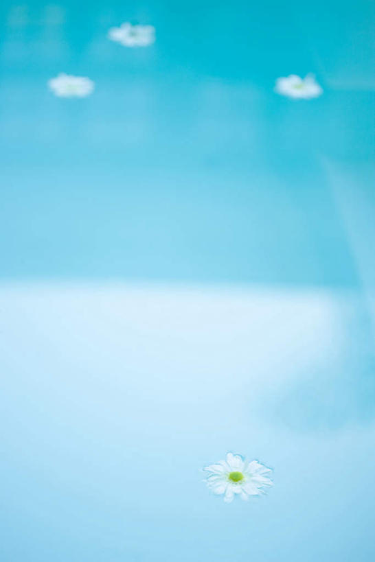 无人,游泳池,竖图,俯视,室外,白天,旅游,度假,美景,水,四朵,朦胧,模糊,盛开,景观,水池,水面,花蕾,娱乐,泳池,雏菊,花,花瓣,花朵,鲜花,自然,花苞,花蕊,享受,休闲,菊花,景色,放松,游泳馆,自然风光,彩图,高角度拍摄