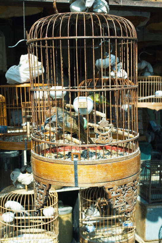 无人,商店,站,竖图,室外,白天,正面,购物,消费,超市,鸟,杯子,一群,许多,阴影,光线,鸟类,瓷砖,地砖,影子,鸟笼,地面,很多,挂,架子,阳光,水杯,站着,金融,百货,选购,贸易,百货公司,鸟食,血拼,茶杯,站立,彩图,全身,购物商场,购物中心,商业中心