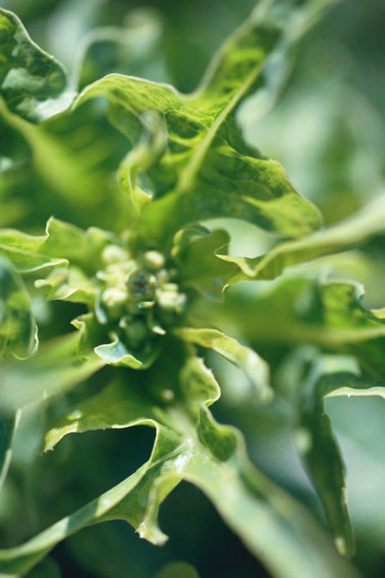 无人,竖图,室外,特写,白天,正面,蔬菜,叶子,阴影,光线,影子,食品,饮食,一个,绿色,阳光,有机食品,绿色食品,生长,单个,成长,生机,希望,叶,彩图