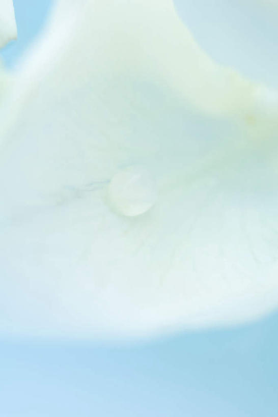 无人,竖图,俯视,室内,特写,白天,水,玫瑰,蓝色背景,盛开,透明,液体,水滴,一瓣,花蕾,水珠,花,花瓣,花朵,鲜花,白色,花苞,花蕊,摄影,影棚,蔷薇,彩图,高角度拍摄,影棚拍摄,拍摄