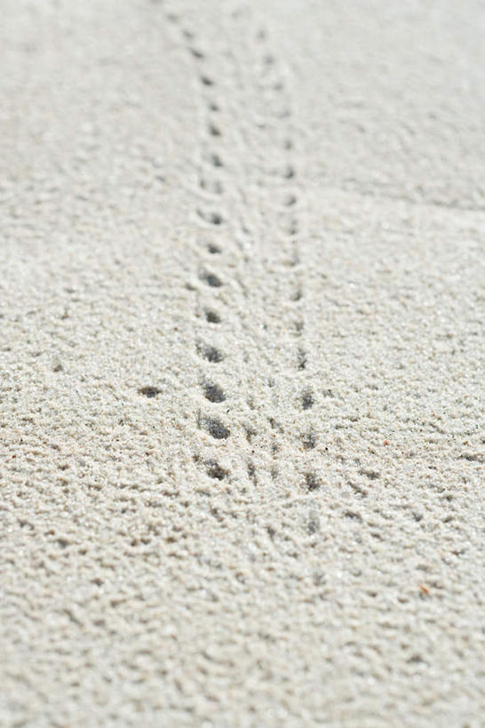 无人,竖图,俯视,室外,特写,白天,美景,沙滩,一排,许多,整齐,沙子,海岸,景观,沙地,排列,自然,景色,圆孔,队列,自然风光,沙画,海滩,彩图,高角度拍摄