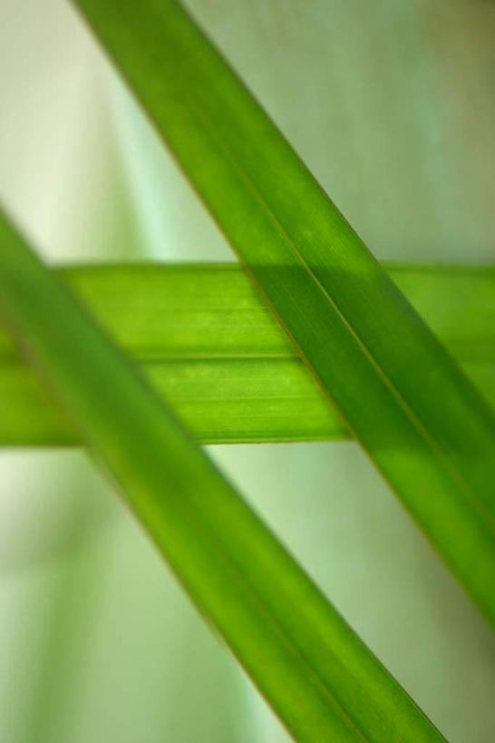 无人,竖图,俯视,室外,特写,白天,旅游,度假,美景,叶子,景观,绿叶,三片,娱乐,自然,享受,休闲,嫩叶,景色,放松,自然风光,叶,叶片,彩图,高角度拍摄