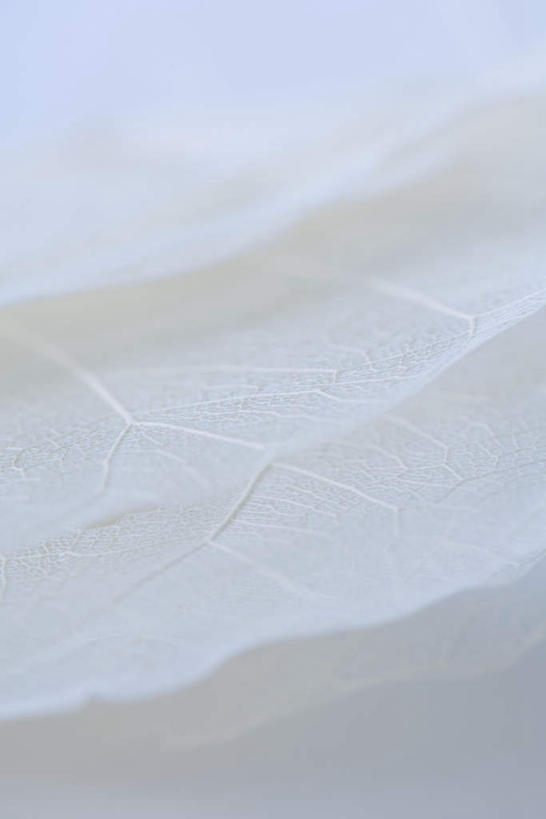 无人,竖图,俯视,室内,特写,白天,静物,叶子,一堆,堆叠,堆积,枯萎,朦胧,模糊,干枯,枯叶,树叶,白色,堆,叶,叶片,彩图,高角度拍摄