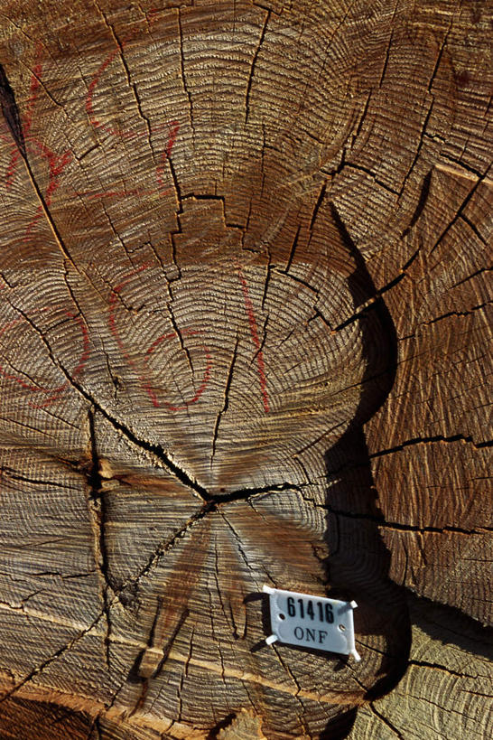 无人,竖图,俯视,室外,特写,白天,正面,美景,阴影,木材,影子,景观,年轮,自然,木桩,景色,自然风光,横截面,彩图,高角度拍摄