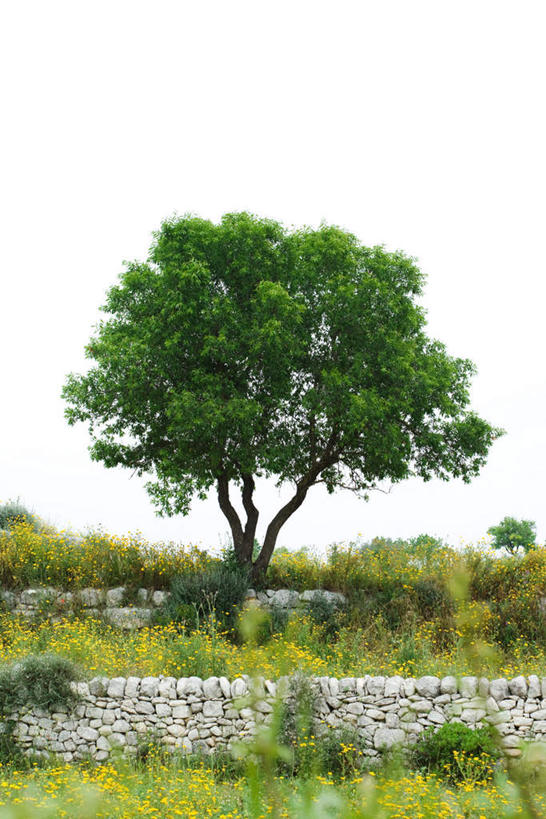 无人,竖图,室外,白天,正面,旅游,度假,树林,植物,一棵,许多,枯萎,墙,围墙,枯草,娱乐,墙壁,墙面,草,树,树木,黄色,绿色,天空,自然,天,享受,休闲,景色,放松,生长,成长,自然风光,彩图