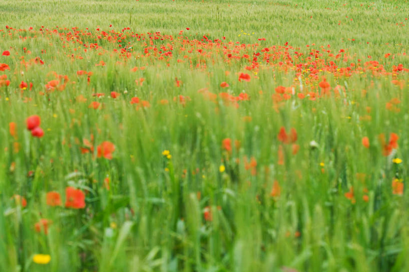 无人,横图,室内,白天,正面,花海,花圃,植物,罂粟,叶子,许多,朦胧,模糊,盛开,草药,花蕾,中药,花,花瓣,花朵,花卉,鲜花,红色,绿色,花丛,花束,花田,花苞,花蕊,毒品,药材,中草药,中药材,本草,止痛,镇静,安眠,红罂粟,罂粟花,彩图