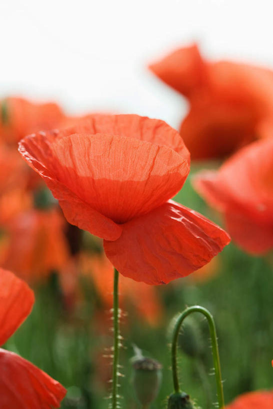 无人,竖图,室外,特写,白天,正面,花海,花圃,植物,罂粟,叶子,许多,朦胧,模糊,盛开,茎,草药,花蕾,中药,花,花瓣,花朵,花卉,鲜花,红色,绿色,天空,花丛,花束,花田,天,花苞,花蕊,毒品,药材,中草药,中药材,本草,止痛,镇静,安眠,罂粟花,彩图