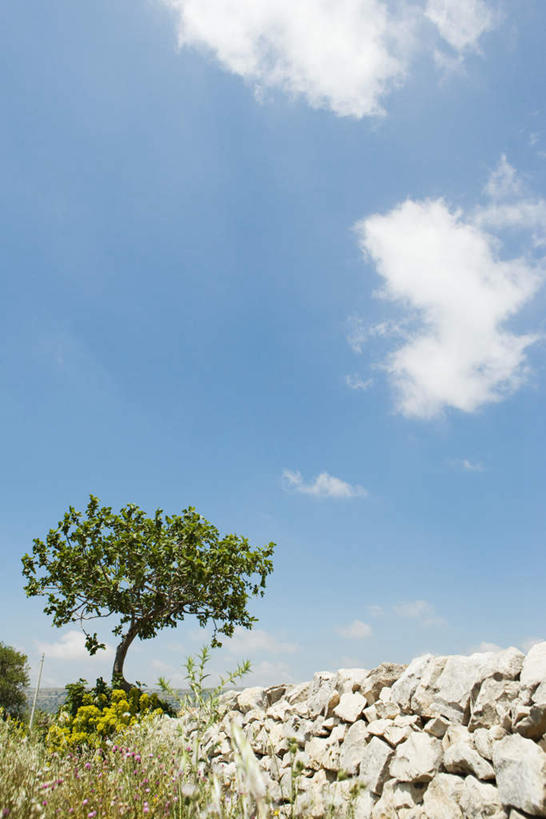 无人,竖图,室外,白天,仰视,旅游,度假,石头,美景,植物,一棵,阴影,光线,石子,影子,墙,景观,云,云朵,围墙,云彩,娱乐,石墙,墙壁,墙面,树,树木,蓝色,绿色,白云,蓝天,天空,阳光,自然,天,享受,休闲,景色,放松,生长,晴朗,成长,自然风光,石块,晴空,彩图,低角度拍摄