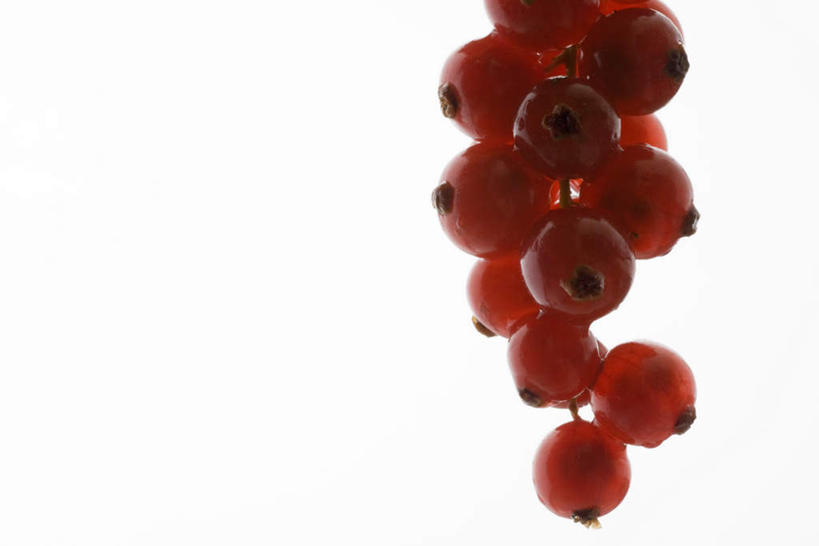 无人,横图,室内,特写,白天,白色背景,正面,浆果,水果,一串,许多,吊挂,悬挂,新鲜,光线,灯笼果,生食,食品,果实,光芒,挂,食物,红色,摄影,有机食品,绿色食品,影棚,红醋栗,醋栗,彩图,影棚拍摄,拍摄