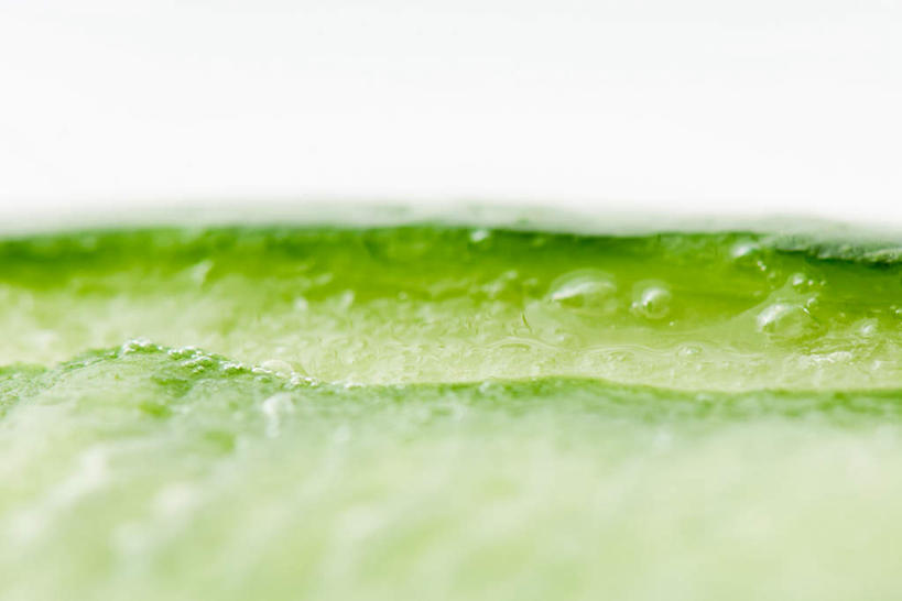 无人,横图,室内,特写,白天,白色背景,正面,芦荟,叶子,一排,绿叶,排列,一个,绿色,嫩叶,摄影,影棚,单个,队列,罗帷草,讷会,奴会,象鼻莲,象胆,叶,叶片,彩图,影棚拍摄,拍摄,油葱