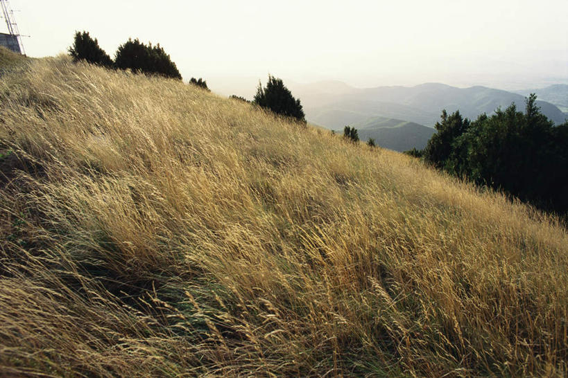 无人,横图,俯视,航拍,室外,白天,农作物,小麦,美景,山,山脉,树林,植物,静物,阴影,光线,影子,景观,山峰,谷物,山峦,树,树木,绿色,阳光,自然,群山,稻谷,稻子,景色,麦子,生长,成长,鸟瞰,自然风光,彩图,高角度拍摄