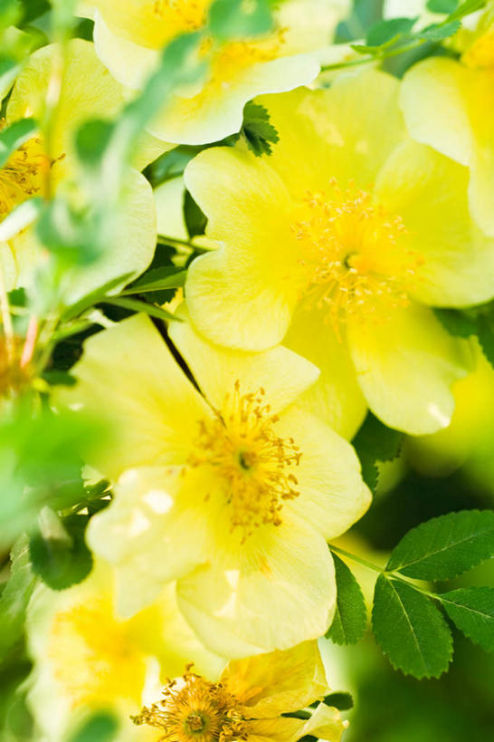 无人,竖图,室外,特写,白天,正面,旅游,度假,美景,植物,玫瑰,叶子,许多,盛开,景观,绿叶,花蕾,娱乐,花,花瓣,花朵,鲜花,自然,花苞,花蕊,享受,休闲,嫩叶,景色,放松,自然风光,野玫瑰,叶,叶片,彩图