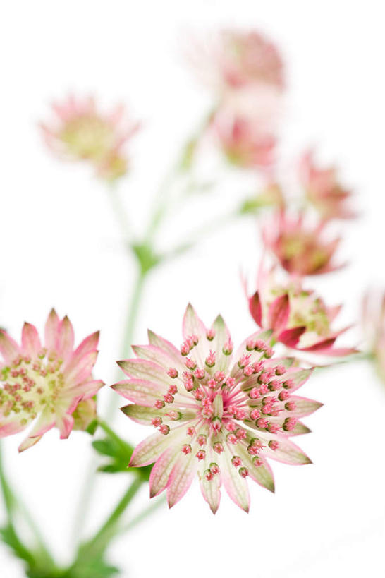 无人,竖图,俯视,室内,特写,白天,白色背景,叶子,许多,盛开,绿叶,花蕾,花,花瓣,花朵,鲜花,粉色,花苞,花蕊,嫩叶,摄影,影棚,大星芹,叶,叶片,彩图,高角度拍摄,影棚拍摄,拍摄