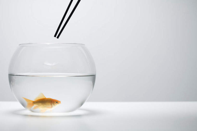 无人,横图,室内,特写,白天,白色背景,正面,水,筷子,桌面,桌子,杯子,一条,阴影,反射,金鱼,鱼,影子,鱼类,玻璃制品,一个,水杯,单个,观赏鱼,金鲫鱼,玻璃杯,彩图