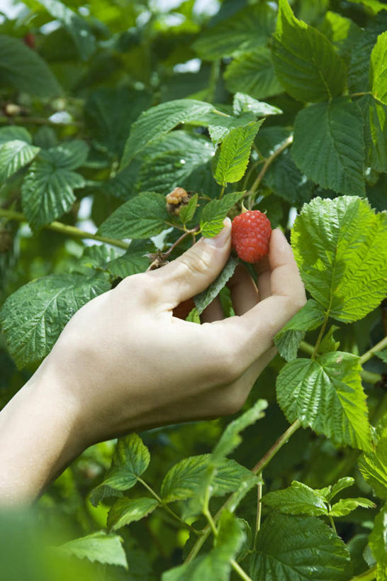 西方人,手,一个人,农田,竖图,室外,特写,白天,正面,庄稼,农作物,浆果,叶子,欧洲,欧洲人,仅一个年轻女性,仅一个女性,仅一个人,弯曲,桑葚,桑椹,绿叶,覆盆子,摘,手部,嫩叶,有机食品,绿色食品,单手,年轻女性,女人,女性,白种人,叶,叶片,半身,彩图,耕地,庄稼田