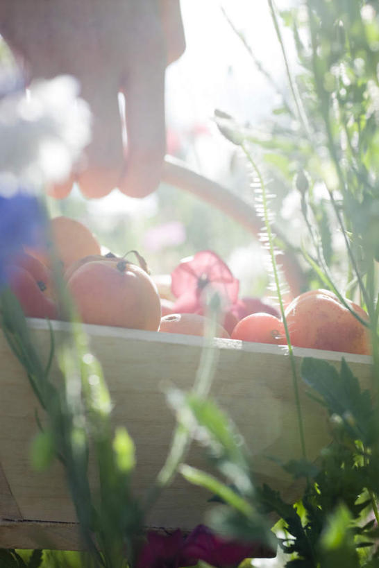西方人,手,一个人,交叉,竖图,室外,特写,白天,仰视,草地,草坪,植物,竹子,水果,欧洲,欧洲人,仅一个年轻女性,仅一个女性,仅一个人,许多,阴影,竹制,朦胧,模糊,新鲜,编织,光线,篮子,影子,生食,食品,果实,草,食物,黄色,绿色,阳光,竹篮,手部,黄桃,有机食品,绿色食品,竹条,交织,竹制品,穿插,年轻女性,女人,女性,白种人,半身,彩图,低角度拍摄