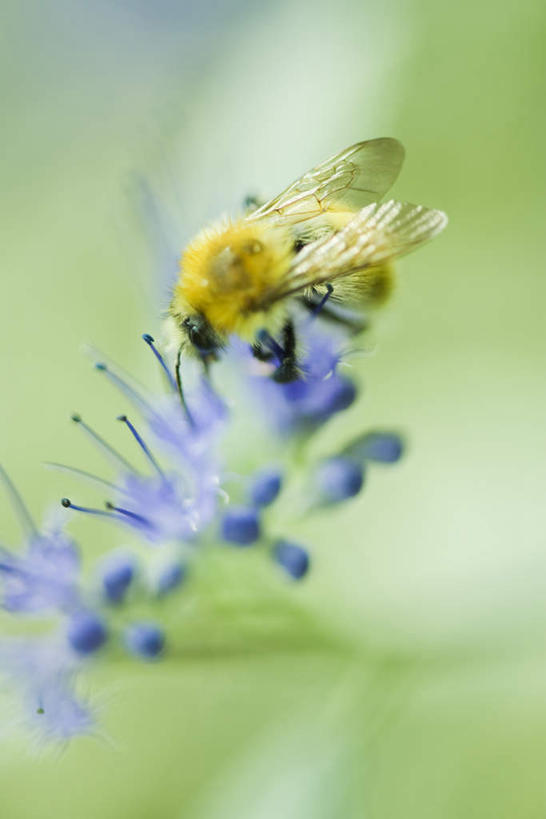 无人,竖图,室外,特写,白天,正面,花海,花圃,美景,植物,蜜蜂,叶子,朦胧,模糊,盛开,昆虫,景观,花蕾,花,花瓣,花朵,花卉,鲜花,一只,绿色,自然,动物,花丛,花束,花田,花苞,花蕊,景色,自然风光,采蜜,花蜜,益虫,彩图,全身