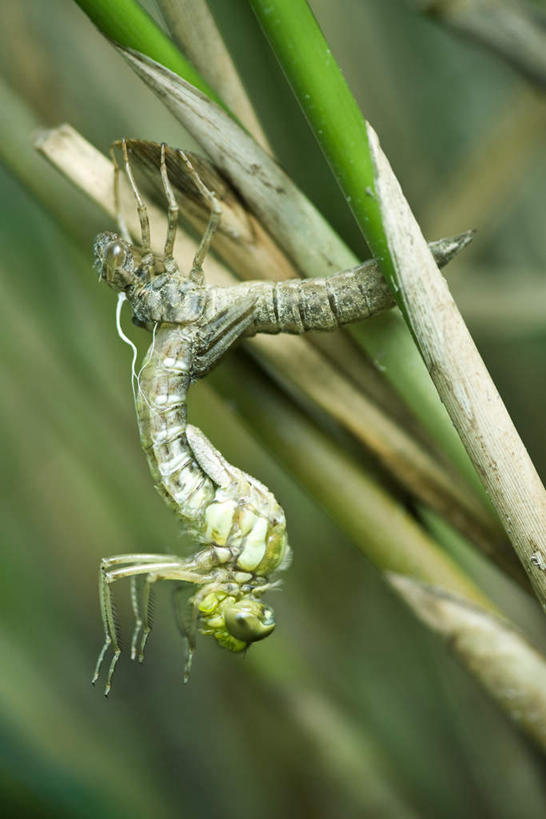 无人,竖图,室外,特写,白天,正面,美景,植物,悬挂,朦胧,模糊,垂吊,蜻蜓,昆虫,景观,树,树木,一只,绿色,自然,动物,景色,生长,成长,托起,自然风光,益虫,挣扎,半身,彩图