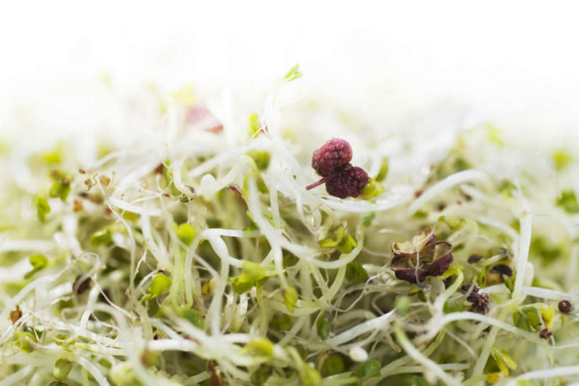 无人,横图,俯视,室内,特写,白天,白色背景,桌面,桌子,浆果,蔬菜,水果,许多,新鲜,桑葚,桑椹,生食,食品,果实,食物,覆盆子,放,摄影,有机食品,绿色食品,影棚,苜蓿芽,彩图,高角度拍摄,影棚拍摄,拍摄