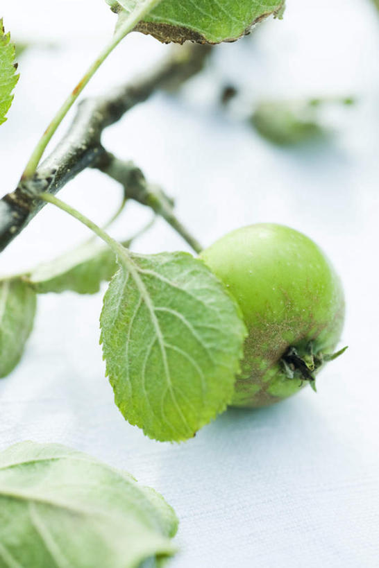 无人,竖图,俯视,室外,特写,白天,仰视,植物,苹果,水果,叶子,新鲜,垂吊,生食,食品,茎,果实,绿叶,挂,树,树木,食物,一个,绿色,自然,青苹果,嫩叶,有机食品,绿色食品,生长,单个,成长,苹果树,叶,叶片,彩图,低角度拍摄,高角度拍摄