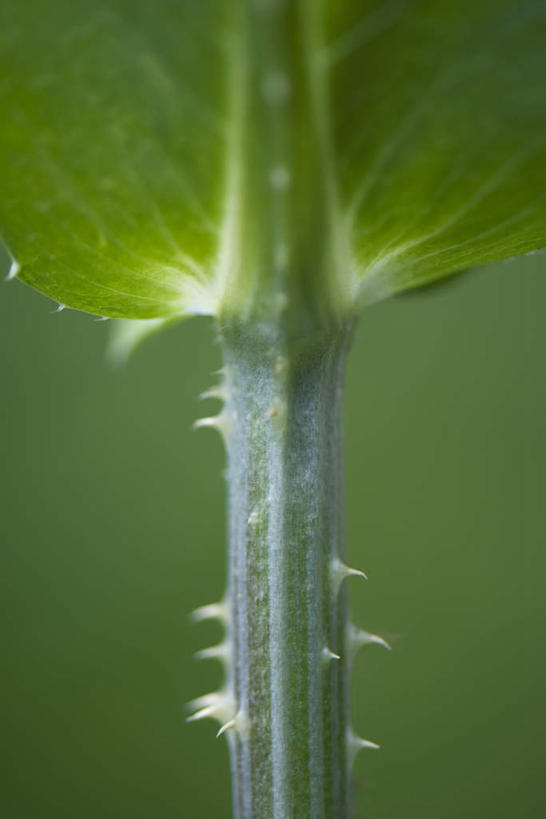 无人,竖图,室外,特写,白天,正面,美景,植物,叶子,朦胧,模糊,景观,茎,绿叶,一个,自然,嫩叶,刺,景色,单个,荆棘,自然风光,叶,叶片,彩图
