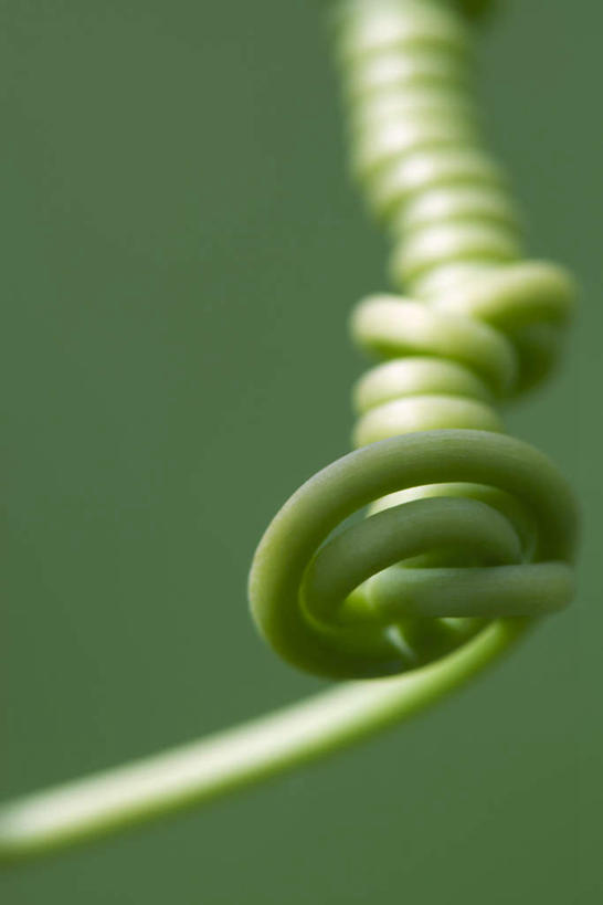 无人,竖图,俯视,室外,特写,白天,正面,美景,植物,朦胧,模糊,缠绕,光线,螺旋,景观,茎,扭曲,旋转,一个,绿色,阳光,自然,景色,单个,自然风光,彩图,高角度拍摄