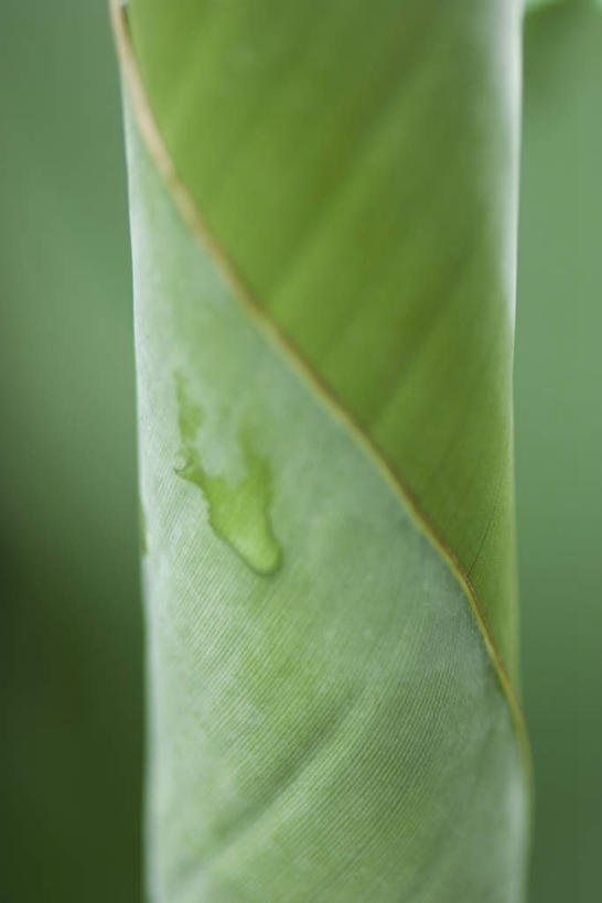 无人,竖图,室外,特写,白天,正面,美景,水,植物,叶子,蜷缩,朦胧,模糊,纹理,液体,景观,水滴,茎,绿叶,一个,自然,嫩叶,景色,单个,卷,自然风光,叶,叶片,彩图