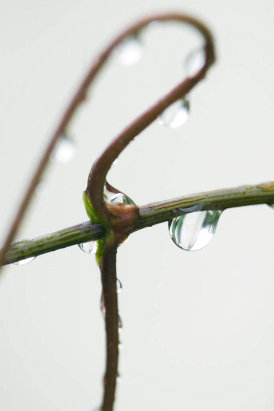 无人,竖图,室外,特写,白天,正面,美景,水,植物,灰色背景,朦胧,模糊,弯曲,液体,景观,水滴,茎,根,一个,自然,景色,单个,十字,自然风光,彩图