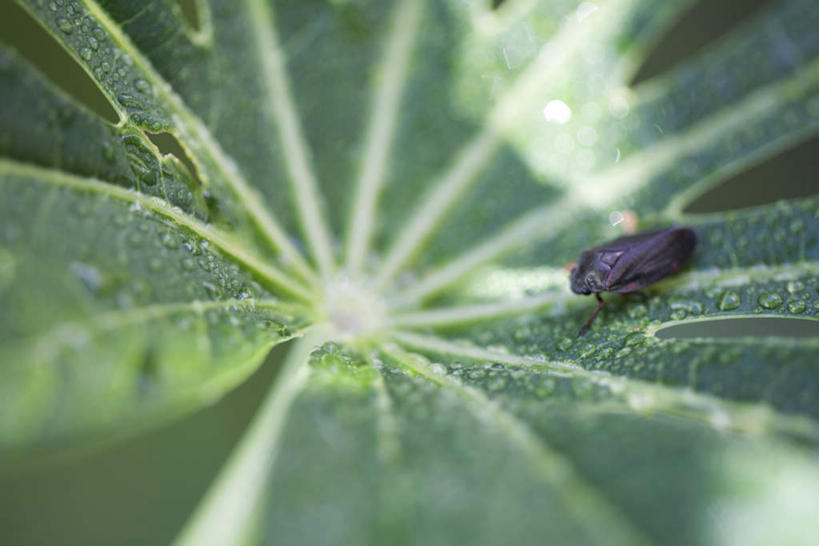 无人,横图,俯视,室外,特写,白天,静物,叶子,朦胧,模糊,昆虫,绿叶,一只,爬行,动物,嫩叶,节肢动物,害虫,叶,叶片,彩图,高角度拍摄,全身