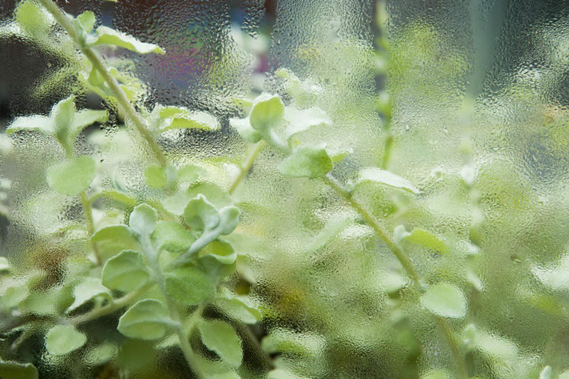 无人,横图,室外,特写,白天,正面,美景,水,叶子,阴影,朦胧,模糊,光线,液体,影子,景观,水滴,绿叶,玻璃制品,阳光,自然,玻璃缸,嫩叶,景色,自然风光,叶,叶片,彩图