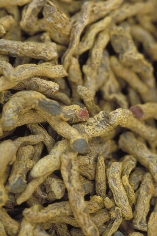 无人,竖图,俯视,室内,特写,白天,植物,一堆,许多,堆叠,堆积,草药,药草,中药,黄色,姜黄,堆,药材,中草药,中药材,本草,彩图,高角度拍摄