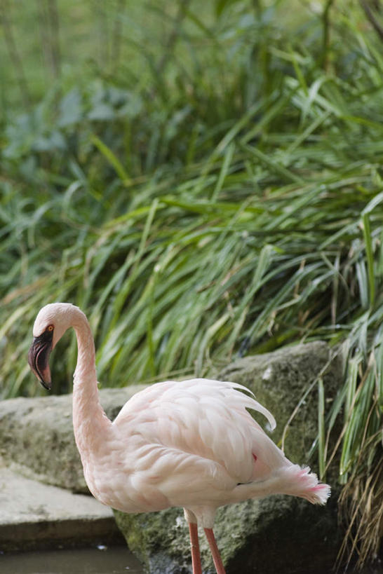 无人,站,竖图,室外,特写,白天,侧面,草地,草坪,石头,植物,鸟,羽毛,阴影,光线,红鹤,火烈鸟,鸟类,石子,影子,注视,草,一只,绿色,白色,阳光,观察,看,站着,观看,察看,关注,石块,站立,半身,彩图