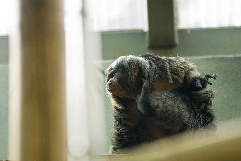 无人,栏杆,横图,室外,特写,白天,正面,窗户,野生动物,猴子,朦胧,模糊,墙,围栏,护栏,玻璃窗,墙壁,墙面,一只,动物,可爱,活泼,白脸狐尾猴,彩图