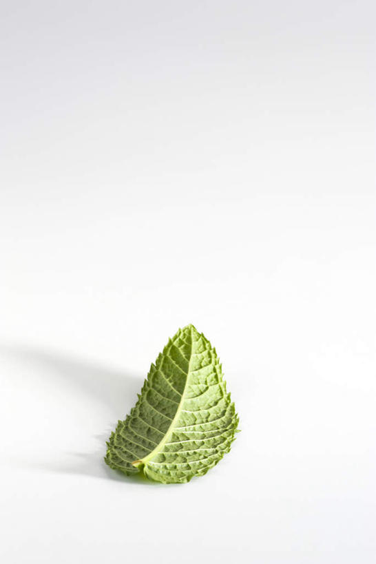 无人,竖图,俯视,室内,白天,白色背景,植物,餐桌,桌子,叶子,一片,绿叶,薄荷叶,草药,药草,中药,嫩叶,摄影,影棚,餐台,药材,中草药,中药材,本草,叶,叶片,彩图,高角度拍摄,影棚拍摄,拍摄