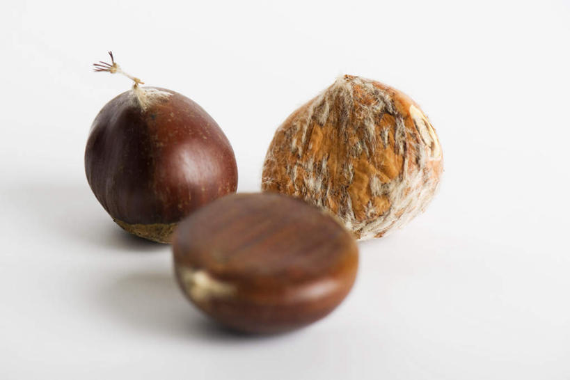 无人,横图,俯视,室内,白天,白色背景,一堆,堆叠,堆积,板栗,栗子,坚果,毛栗子,三颗,灰色,健康,摄影,影棚,堆,毛栗,栗果,栗楔,彩图,高角度拍摄,影棚拍摄,拍摄