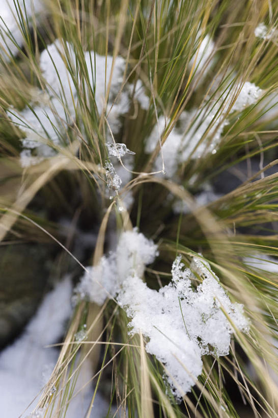 无人,竖图,俯视,室外,特写,白天,旅游,度假,草地,美景,雪,植物,大雪,覆盖,朦胧,模糊,积雪,景观,雪景,冬天,娱乐,草,绿色,自然,享受,休闲,景色,放松,生长,高,自然风光,彩图,高角度拍摄