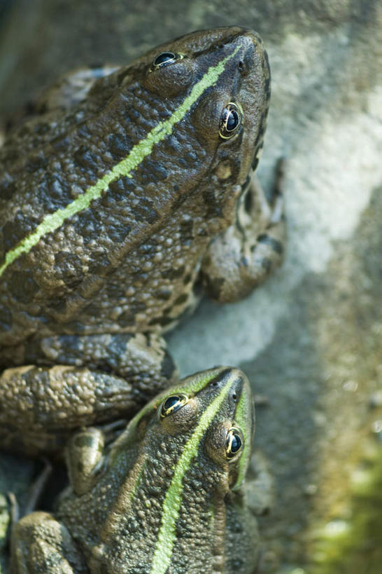 无人,竖图,俯视,室外,特写,白天,石头,蟾蜍,野生动物,阴影,模糊,光线,石子,影子,阳光,动物,两只,石块,彩图,高角度拍摄