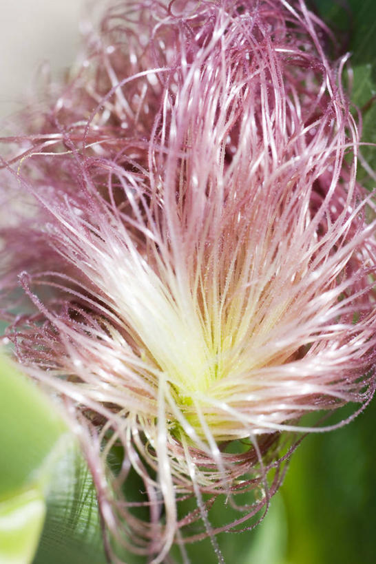 无人,竖图,俯视,室外,特写,白天,神秘,玉米,蔬菜,许多,阴影,朦胧,模糊,新鲜,环绕,缠绕,光线,纹路,棒子,纹理,线条,影子,玉蜀黍,食品,很多,食物,一个,紫色,阳光,有机食品,绿色食品,单个,苞米,优美,庄重,高贵,消极,苞芦,纠缠,苞谷,肌理,包谷,大蜀黍,番麦,薏米包,玉高粱,玉麦,珍珠米,冷色,孤寂,彩图,高角度拍摄,棒子毛,五蜀黍蕊,玉麦须,玉米须,奢华