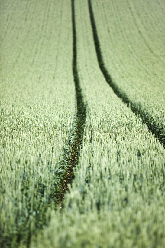 无人,农田,竖图,俯视,室外,特写,白天,旅游,度假,庄稼,农作物,美景,植物,瑞士,欧洲,阴影,轨迹,光线,线条,影子,景观,娱乐,绿色,阳光,自然,享受,休闲,景色,放松,生长,成长,自然风光,中欧,瑞士联邦,彩图,高角度拍摄,耕地,庄稼田