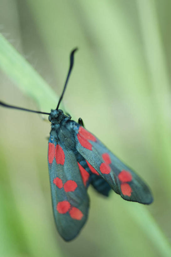 无人,竖图,室外,特写,白天,植物,叶子,阴影,花纹,朦胧,模糊,光线,昆虫,影子,绿叶,注视,停留,一只,背面,绿色,阳光,自然,动物,观察,看,嫩叶,生长,成长,观看,停止,察看,蛾,飞蛾,关注,斑纹,害虫,蛾子,逗留,停顿,灯蛾,叶,叶片,彩图,全身,六星灯蛾,珍珠梅斑蛾