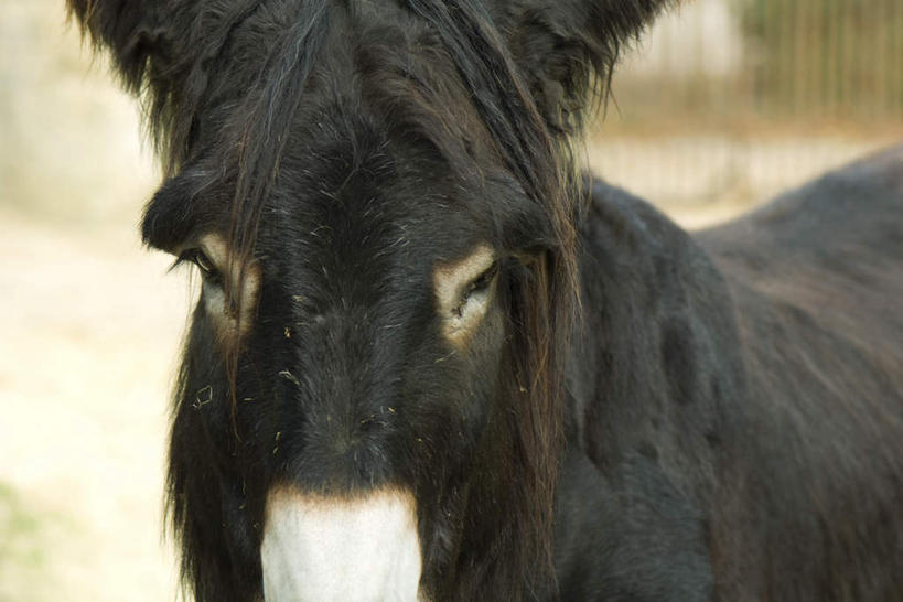 无人,栏杆,站,横图,室外,特写,白天,正面,植物,野生动物,枯萎,朦胧,模糊,栅栏,篱笆,围栏,枯草,注视,护栏,草,一只,黄色,黑色,动物,观察,看,站着,可爱,活泼,观看,察看,关注,毛驴,站立,彩图