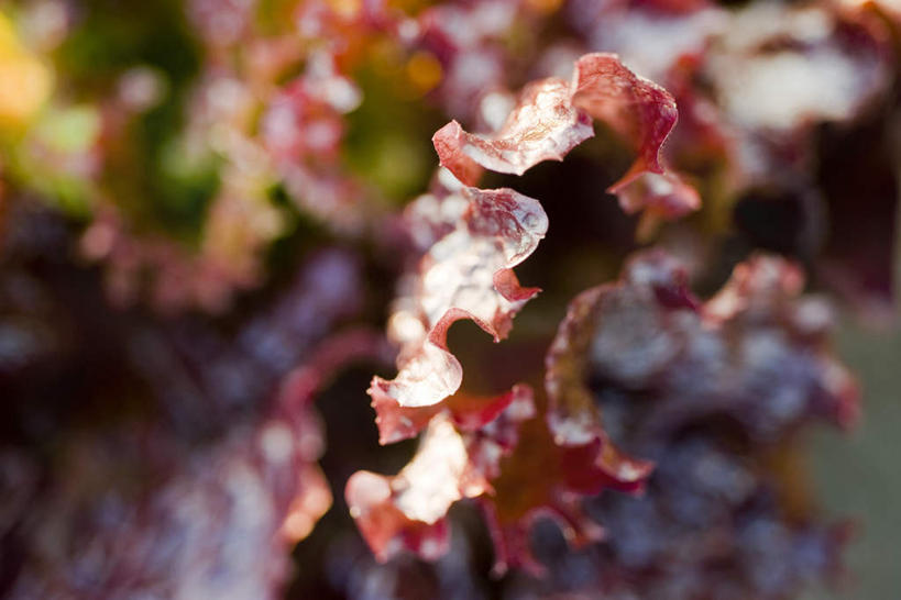 无人,横图,室外,特写,白天,正面,蔬菜,叶子,阴影,朦胧,模糊,新鲜,光线,影子,莴苣,莴笋,食品,绿叶,食物,红色,阳光,嫩叶,有机食品,绿色食品,香笋,叶,叶片,彩图