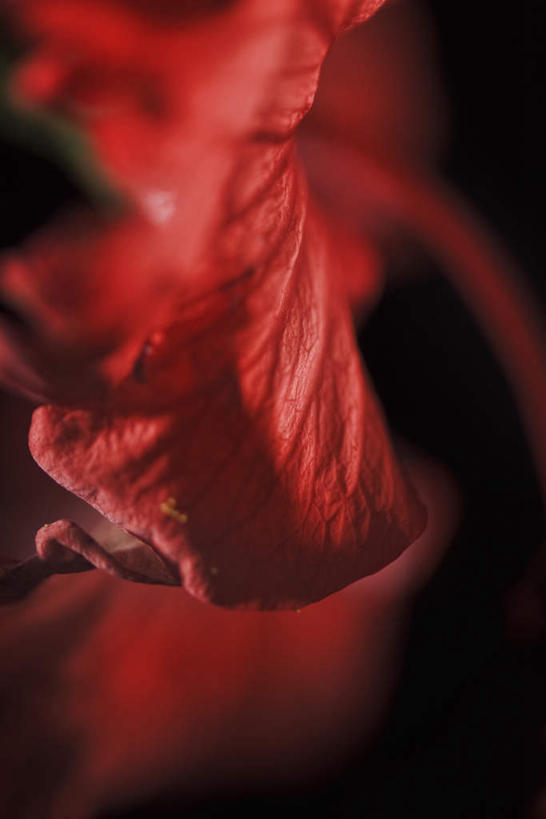 无人,竖图,室内,特写,白天,正面,许多,黑色背景,盛开,花蕾,花瓣,花朵,鲜花,红色,花苞,花蕊,摄影,影棚,芙蓉,彩图,影棚拍摄,拍摄